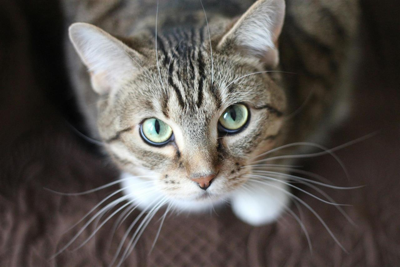 Catshop – find alt til katten samlet ét sted